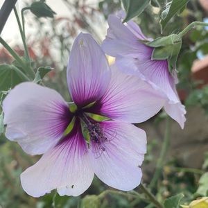 Meet your Posher, Gloria